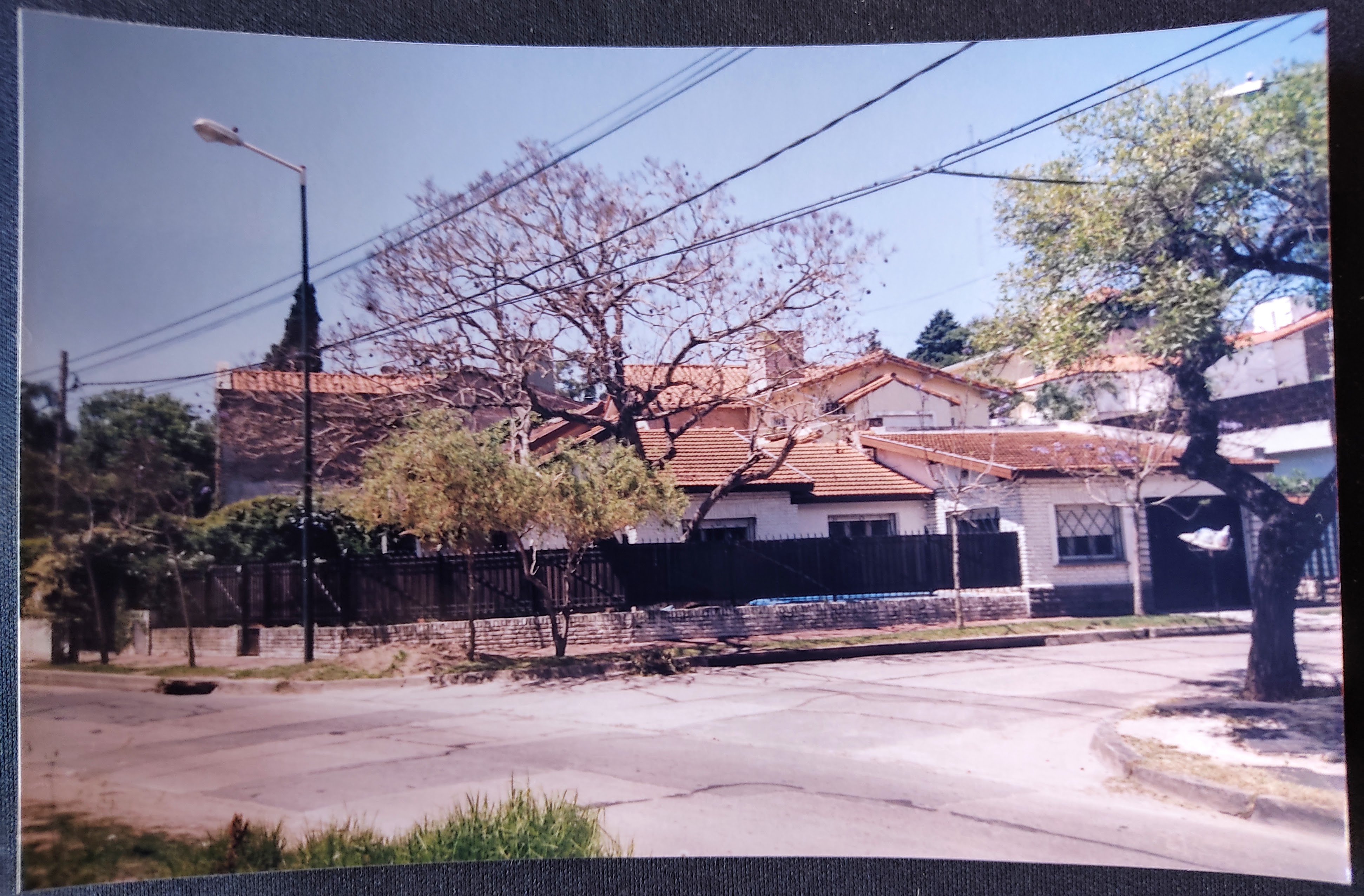 el jacarandá nos llenaba de flores cada año